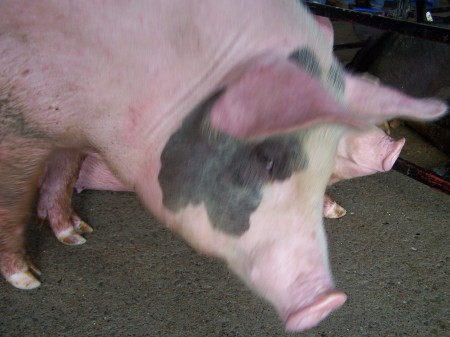 Lincoln County Fair 2008