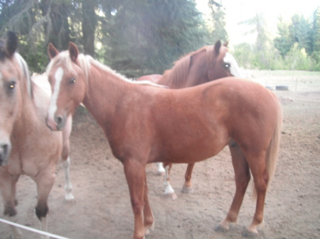 Our trail horses