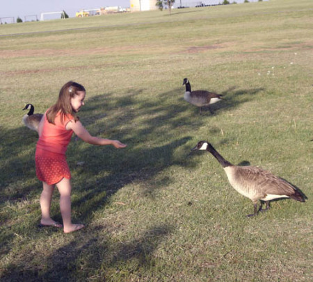 granddaughter alyssa feeds the geese 2008