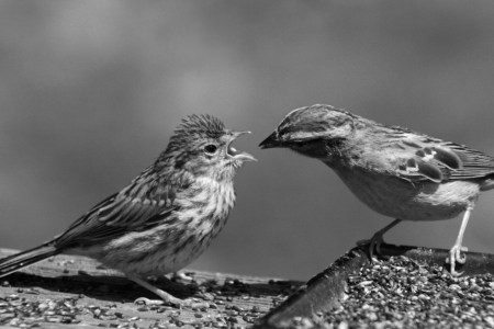 Feeding time