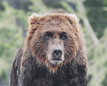 Glacier Park Grizzly