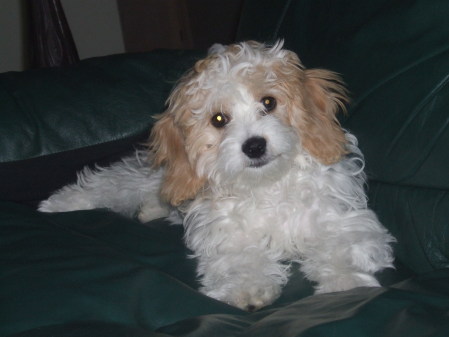 Our latest addition - Lexie- 6 mo old Cavachon