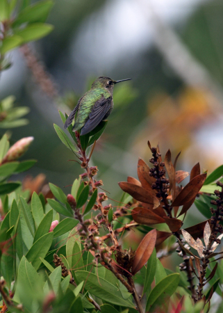 Hummingbird