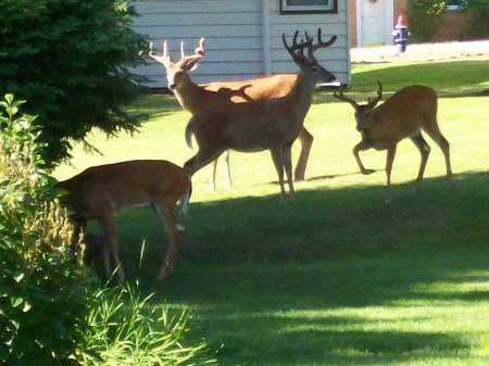 Bucks in the backyard