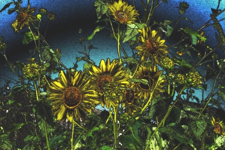 Sunflowers Tweaked