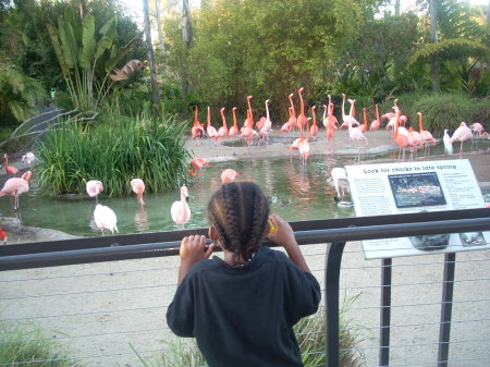 Oooh, Flamingos!