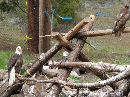 Eagles at Badger Run Wildlife Rehab