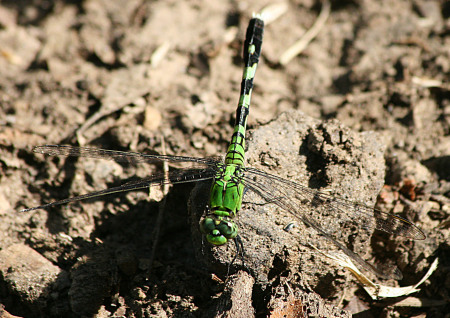 dragonfly