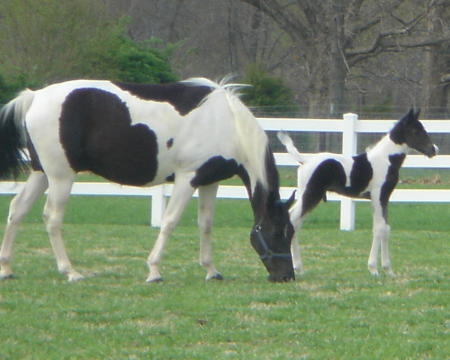 shelby and jazz