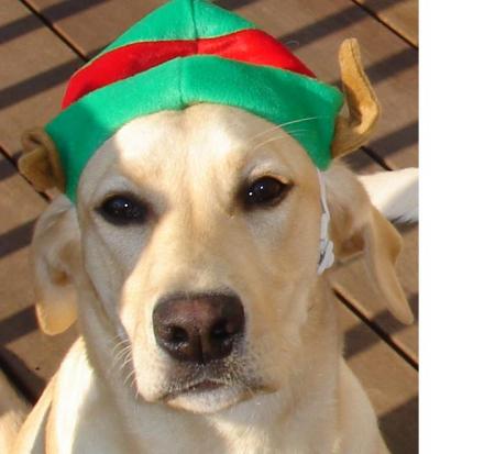 Louie the Elf Dog