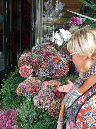 hybrid hydrangeas france