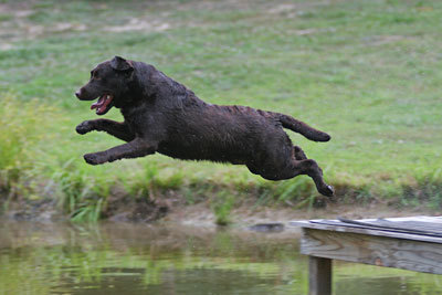 Labrador Retrievers are the best