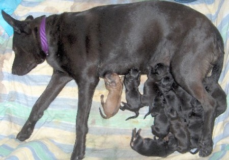 Scrap and the Puppies a day old