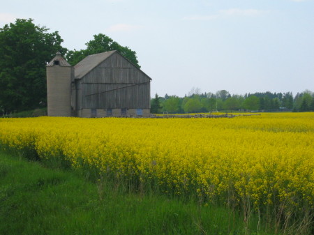 Canola field - Bruce County