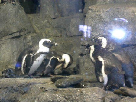 Penguins at Monterey Aquarium