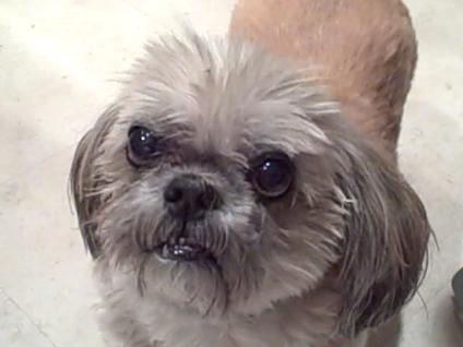 Suki, our Shih Tzu