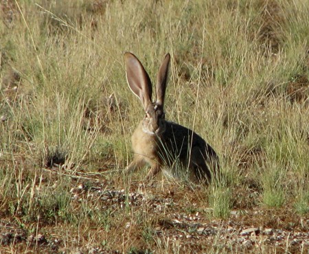 Black Tail Jack Rabbit