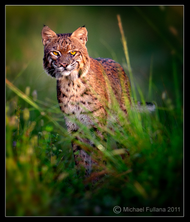 Male Bobcat in the Everglades