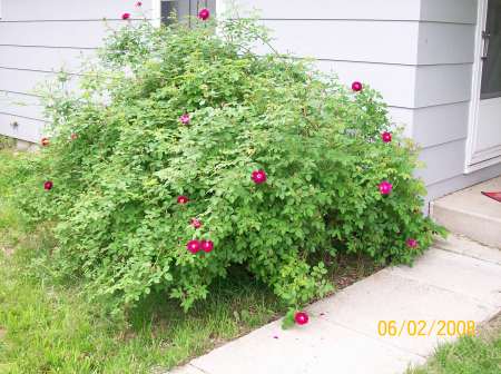 Rose Bush