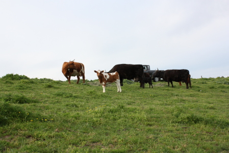 mini cattle