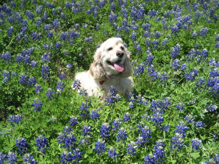 Honey in the Texas Bluebonnets