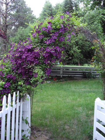 clematis on arbor in summer