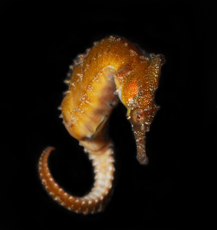 whites seahorse 1 183ps4web