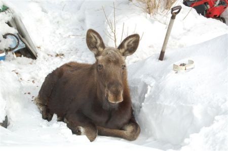 Moose again