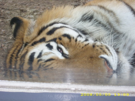 Tiger at the zoo.