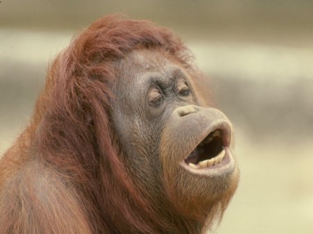 The Cleveland Zoo orangatans...(faux)
