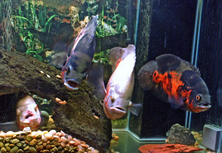 My fishes