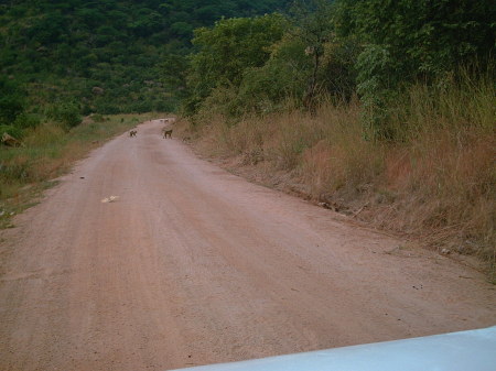 baboons running from a cornfield in Mangochi