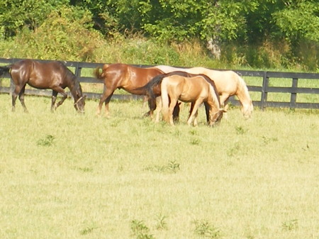 My Babies (horses)