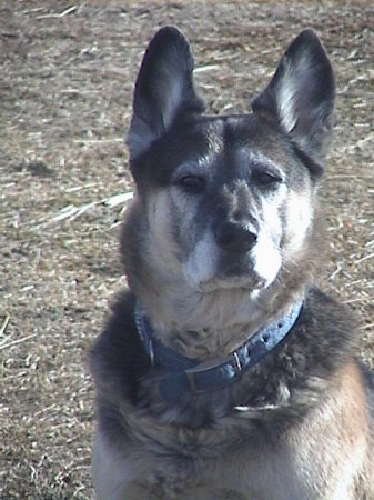 ranger, 14 yr old g. shepherd
