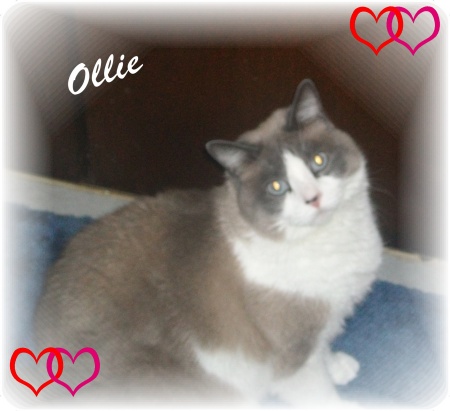My Ollie