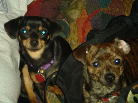MY DOGS  INDIE AND BONDZER
