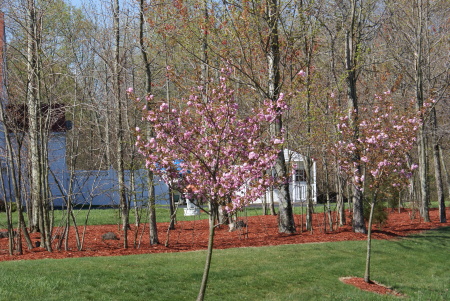 Cherry Trees around our front yard