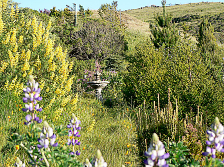 lupinuspropinquus_arboreus