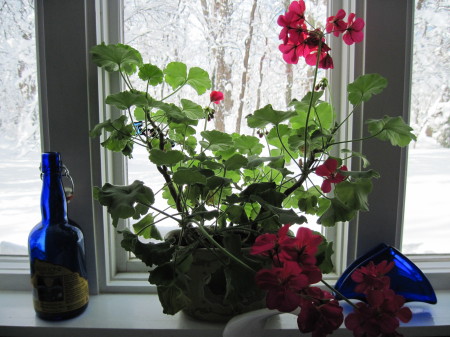 My geraniums in the blizzard of 2010