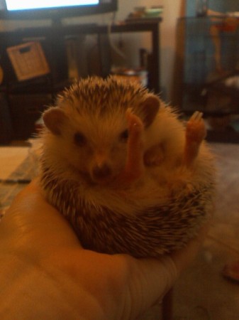 Sgt. Pepper The Amazing Hedgehog