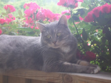 Cat Amongst the Roses