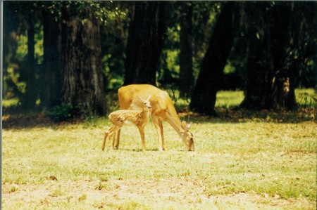 Doe & Fawn 2007