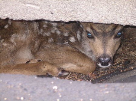 Newborn Fawn