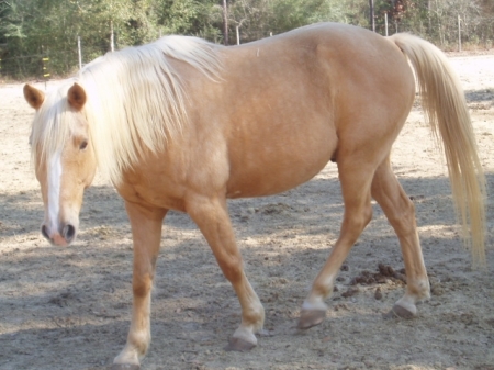my wifes horse that i sold ( ouch)