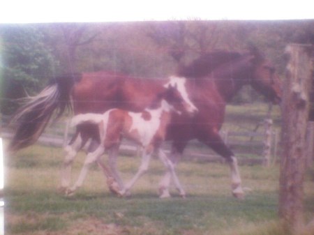 Pip and her foal Pete