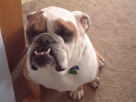 my bulldog zeus