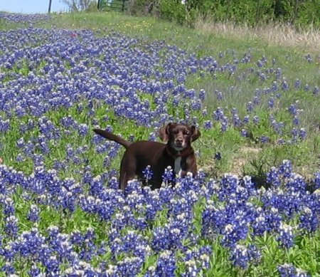 Millie in the Bluebonnets at the ranch