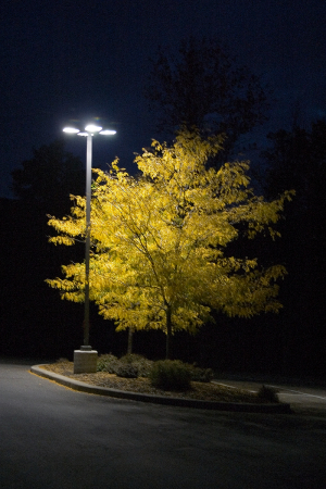 tree by light