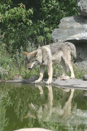 Wolf center, Ely, MN