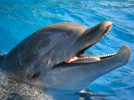 smiling dolphin